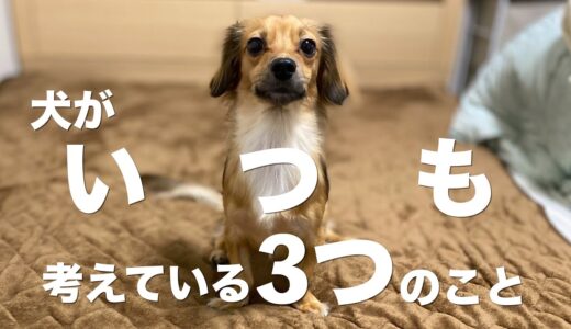 犬がいつも考えていることとシンプルな思考回路