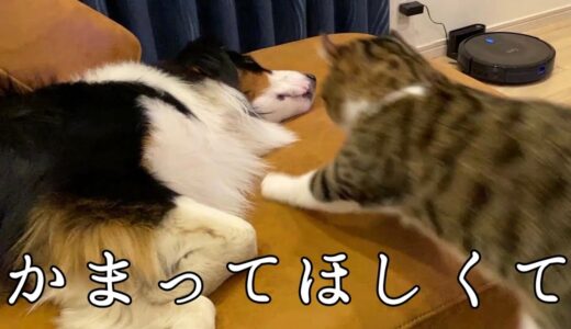 犬を寝かせないことが使命だと思っている猫