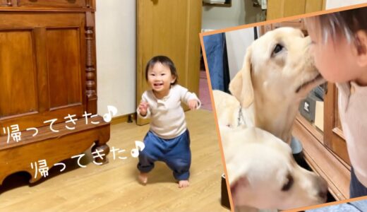 犬の幼稚園から帰ってきたのが嬉しすぎて足がもつれる1歳児