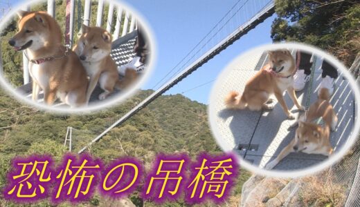 数々の犬が恐怖で断念した吊橋に柴犬兄弟が挑戦！！