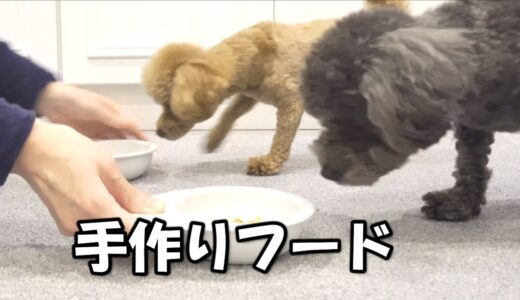 初めての手作りフード【犬の反応】パパフードもあり