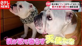 【犬】寝姿はホラー…爆笑！大人気の“ブルドッグ家族”『我が家にワンちゃんがやってきた』