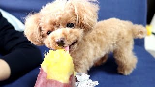 はじめての焼き芋にガッつく犬【トイプードルのコロン】