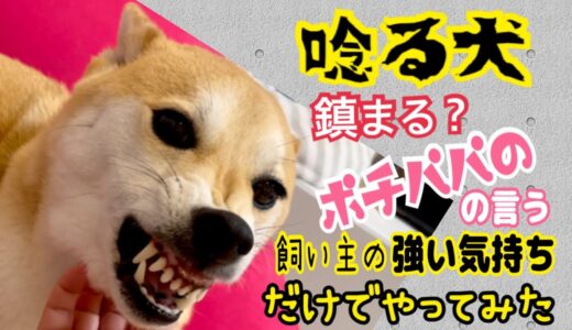 【柴犬 もみさん】唸る怒る犬！ポチパパの「犬の言いなりにならない飼い主の強い気持ち」だけで！犬が謝罪会見?Training that Inu does not go against the owner