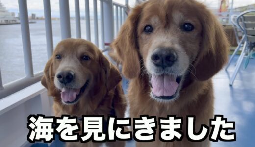 犬連れてフェリーに乗れるって！海上クルーズ行ってきたよ