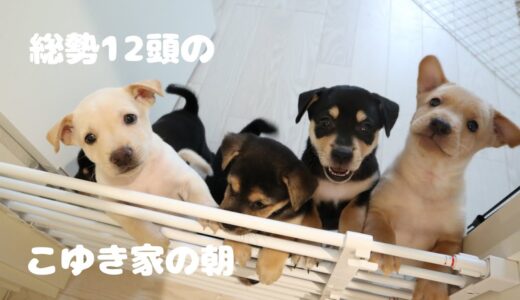 色んな意味で少しずつ成長している犬たち