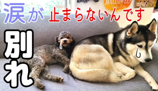 お留守番を隠し撮りしたら飼い主が知らないところで大号泣してた・・・ハスキー犬と保護犬トイプードル