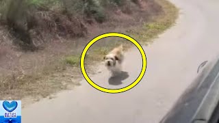 山の中で助けを求め必死に車を追いかけてきた犬。念願が叶い幸せを手にする【感動】