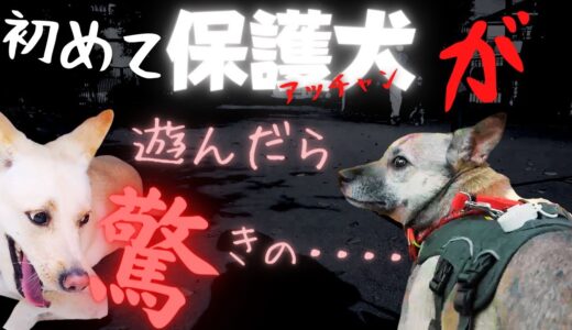 【元保護犬】自由に動くことも許されなかった犬が初めて遊んだ時の笑顔が可愛すぎた・・ｗ