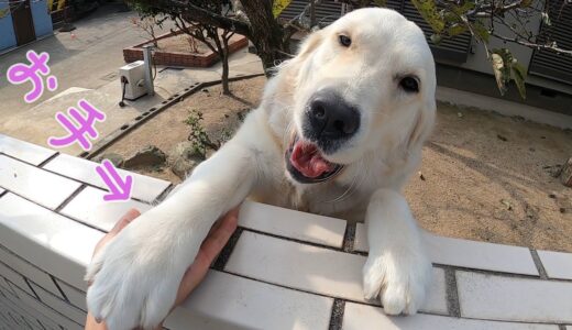 【真面目】にお手をくれる犬の手がとてもあったかいのです・・・。　GoldenRetriever　ゴールデンレトリバー