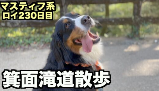 箕面滝道散歩♪