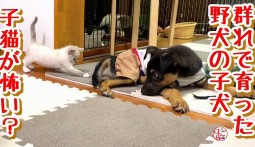 【野犬　子犬　保護犬 子猫】群れで育った野犬の子　子猫にビビる