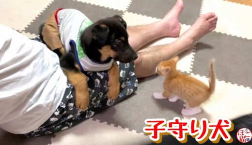 【野犬　子犬　保護犬 子猫】子守りをする犬