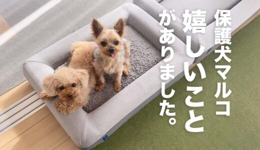 歯がない保護犬には無理かと思っていたけど、、嬉しかった瞬間。【Day109】