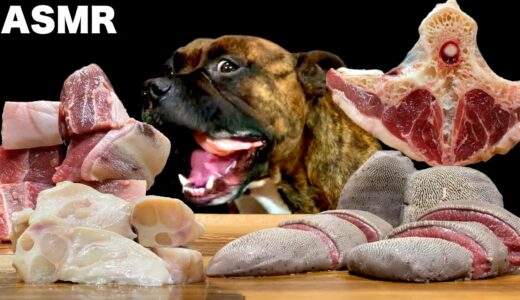 【大食い犬ASMR】生肉は飲み物だが骨付き肉は苦戦する愛犬www