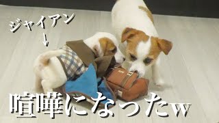 プレゼントを取り合って喧嘩する兄犬と弟子犬/ジャックラッセルテリア/多頭飼い