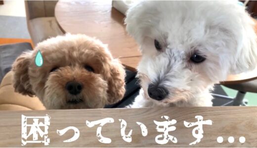 【短足犬】頑張っているのに...困った表情が切ない トイプードル/マルプー