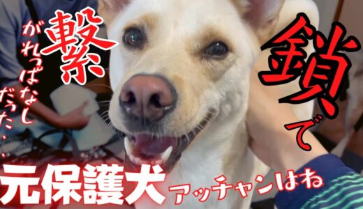 【感動】鎖に繋がれたままだった・・保護犬アッチャンはトイレも走ることも知らない・・でもね！こんなに可愛いよ