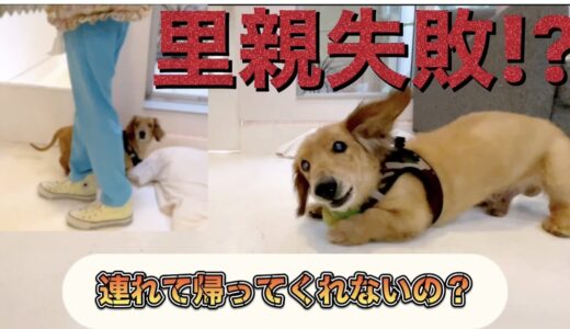 里親失敗!　厳しい譲渡ルール　【保護犬】【rescued】