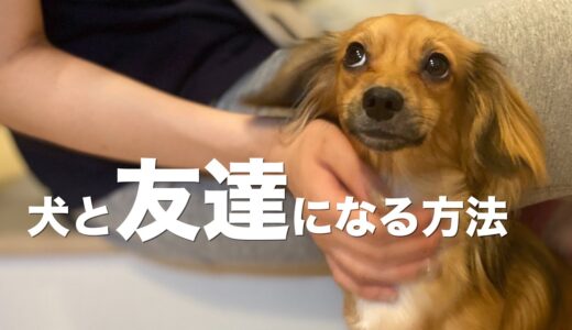 犬と友達になる方法【犬 行動 意味 信頼】