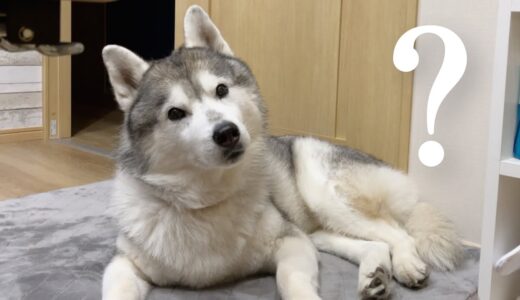 犬が反応する音とやらを聞いてみた