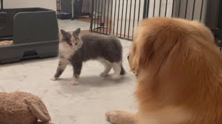 【ギャップが凄いw】犬のオヤツを狙う子猫の動きが想像を超えてきた