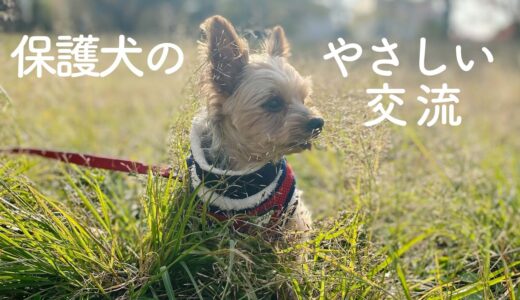 保護犬、人の温かさに触れて、ワンモナイトになる。【Day116】