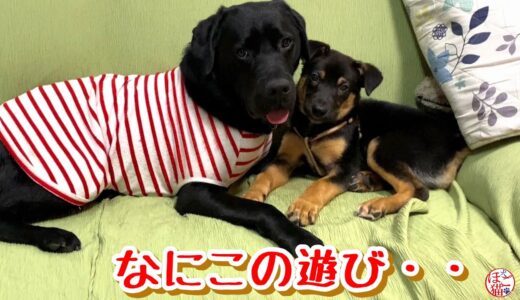 【野犬　子犬　保護犬 子猫】なにこの遊び・・