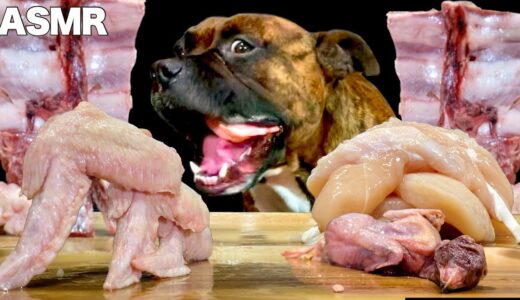 【大食い犬ASMR】生肉目の前にして荒れ狂う愛犬は落ち着いて食べることができるか？