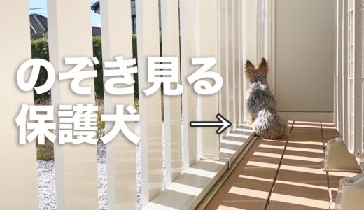 保護犬がどこにも居ないので探したら、のぞき見していました。【Day107】