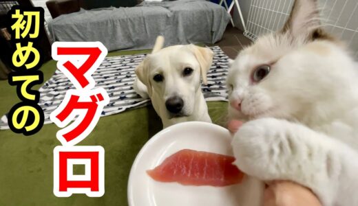 マグロの刺身を初めて食べる子猫と犬の反応が意外でした