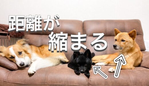 気難しい先住犬ポメラニアンが保護犬ポン太に完全に心を開いた？