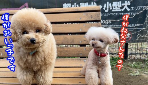 奇跡の再会！遠く離れた東京でうちの犬の甥っ子と巡り会いました【トイプードル】[4K]