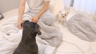 お気に入りのおもちゃを姉犬にどうしても自慢したい妹犬