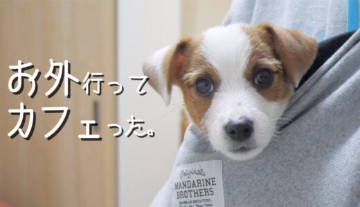 お散歩に同行したら兄犬の愚痴を聞かされる弟子犬/ジャックラッセルテリア/多頭飼い