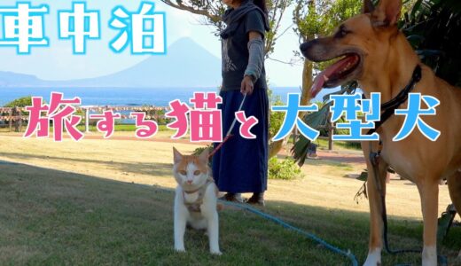 【車中泊】猫と大型犬を連れて軽自動車で鹿児島の旅！最後の夜は桜島で車中泊でした！