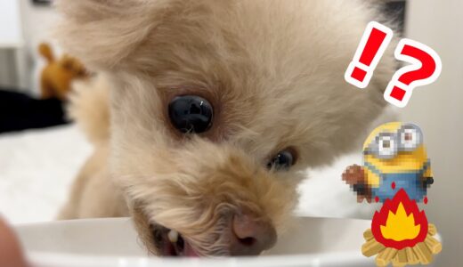 初めてミニヨン焼いて食べた犬の様子がこちらです笑【トイプードル】[4K]