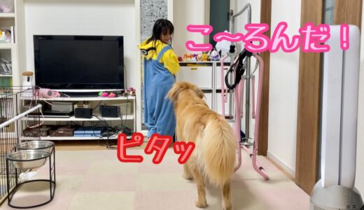 「だるまさんがころんだ」を理解し始めた大型犬がもはや犬じゃない！【ゴールデンレトリバーとミニチュアダックスフンド】