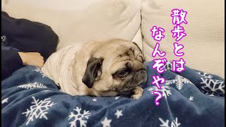 寒いと意地でも散歩を拒否するパグ犬ぷぅPug