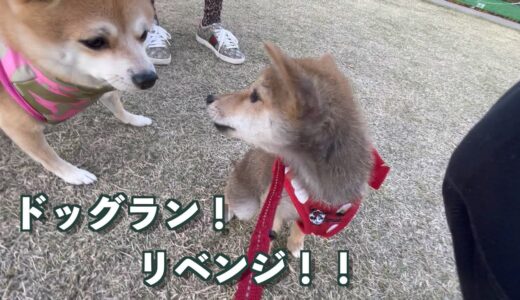 ビビリ犬が公園リベンジしたら…まさかの展開に！？