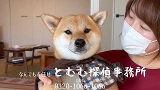 探偵を始めて相談殺到の売れっ子探偵犬！