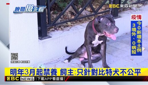 全台「禁養比特犬」 違規偷養最重罰25萬再沒收 @東森新聞 CH51