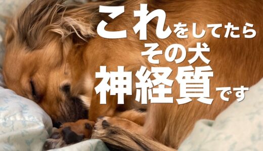 神経質な犬の特徴【犬 行動 意味 しぐさ 仕草 性格 神経質】