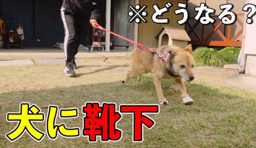 【検証】爆速で散歩をするシニア犬コロちゃんに靴下を履かせた結果…