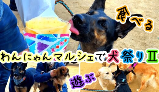 食べまくり！遊びまくり！わんにゃんマルシェで犬祭りしてきました！【シェパード】【German Shepherd Dog】 Let’s Eat And Play At The Dog Festival!