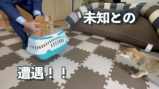 初めて犬と猫が遭遇したら…結果両方かわいかった件！！