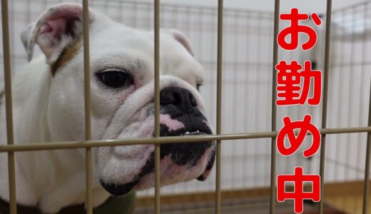 兄犬に大喧嘩を仕掛けた結果こうなりました…。