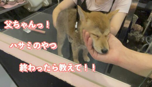 シャンプー苦手犬の初めてのトリミングサロン！！