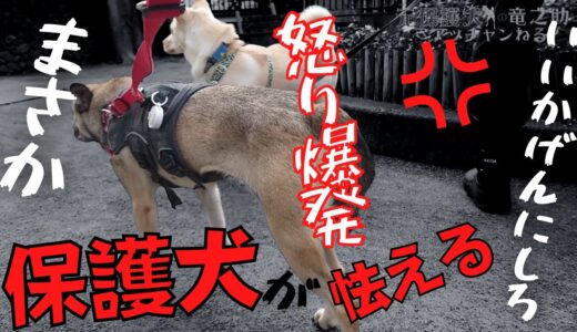 元保護犬が怯える目の前でまさか？お父さんが激怒！大失敗の理由に竜之助「・・・」無言に、