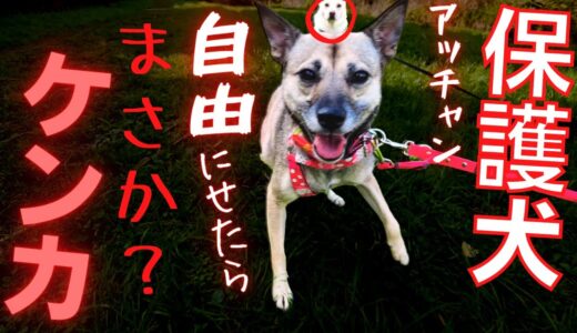 鎖に繋がれた「元保護犬アッチャン」こんなケンカは可愛すぎる！！！暴走する兄妹を自由にするとこうなります。